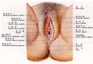 女性生殖器真人视频,真人视频揭秘