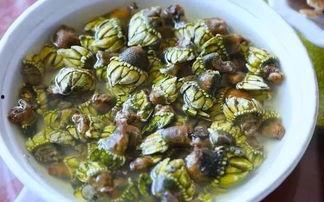 舟山海鲜视频,海味盛宴，尽享鲜美滋味