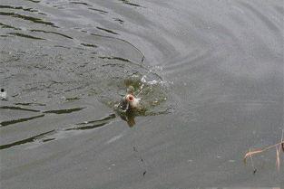 阿魏钓鱼视频,一场别开生面的垂钓奇遇