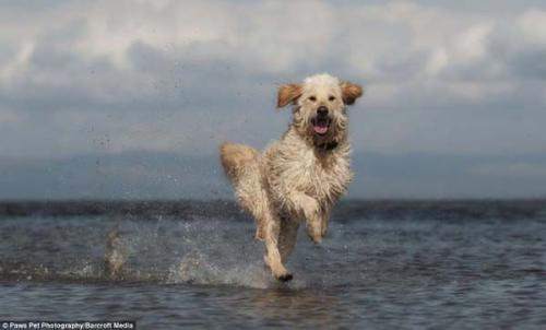 大狗咬小狗视频,一场意外引发的动物冲突