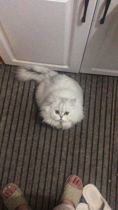 金吉拉视频,探寻神秘猫种的魅力与传说