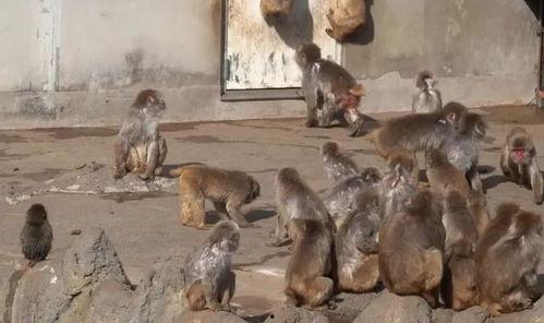 猴子世界视频,揭秘灵长类动物的奇妙生活